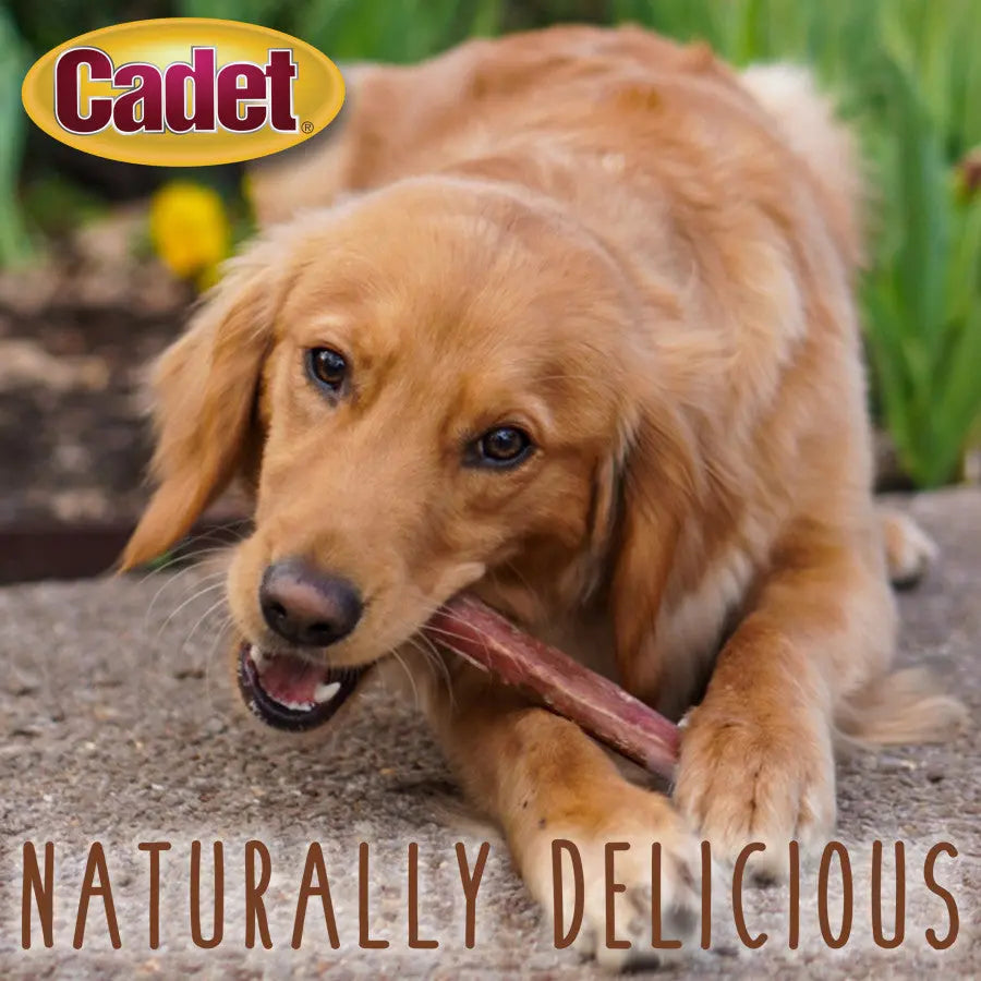 Cadet Large Bully Sticks Long-Lasting Grain-Free Dog Chews Cadet