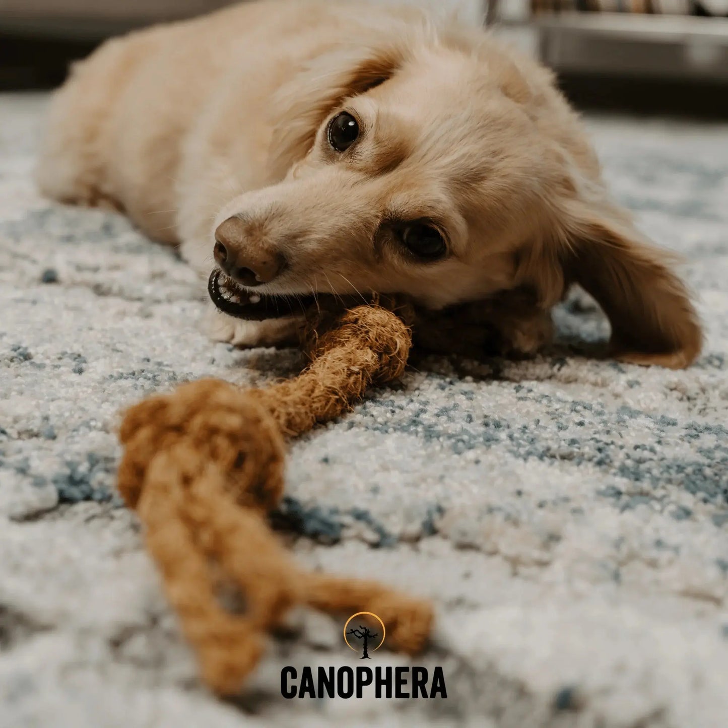 Canophera Coconut Rope Toys for Dogs CANOPHERA