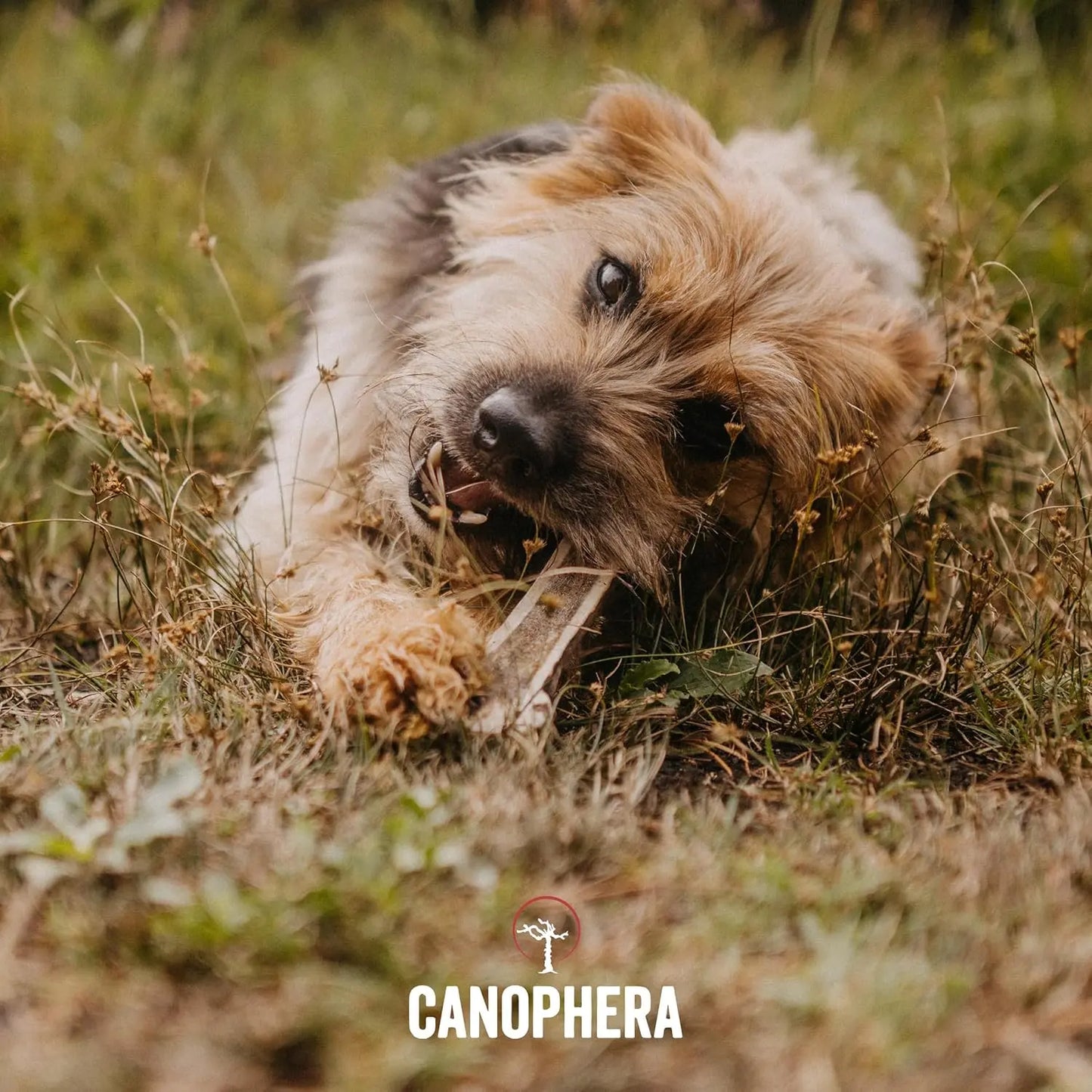 Canophera Split Red Deer Antler for Dogs CANOPHERA