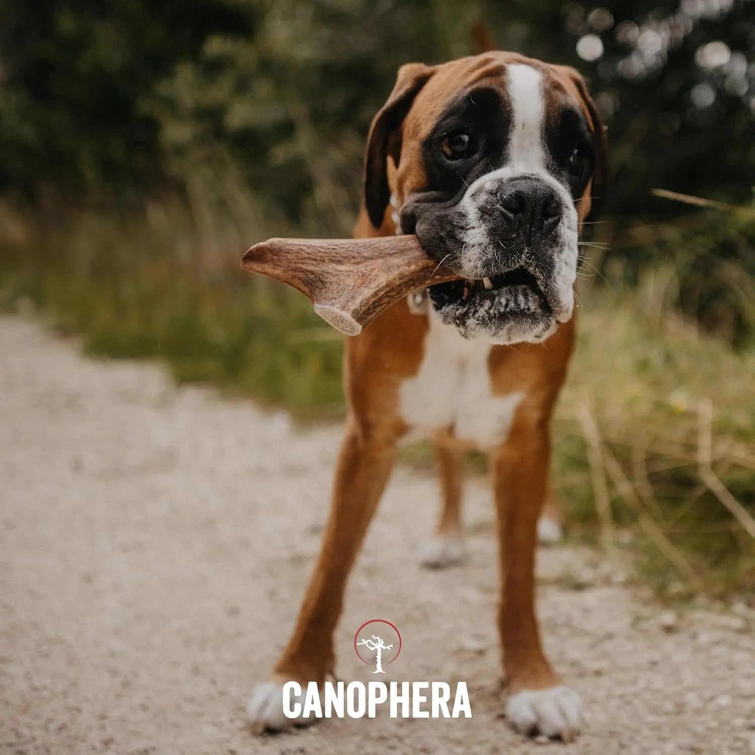 Canophera Whole Red Deer Antler Dog Chew CANOPHERA