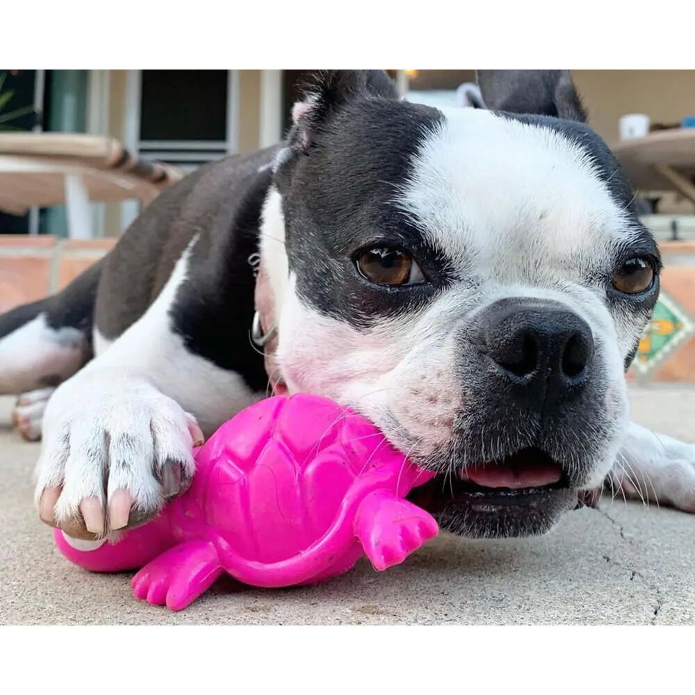 A black and white dog lies on the ground, holding a bright pink Cycle Dog 3-Play Turtle Dog Toy by Cycle Dog in its mouth, looking alertly at the camera.