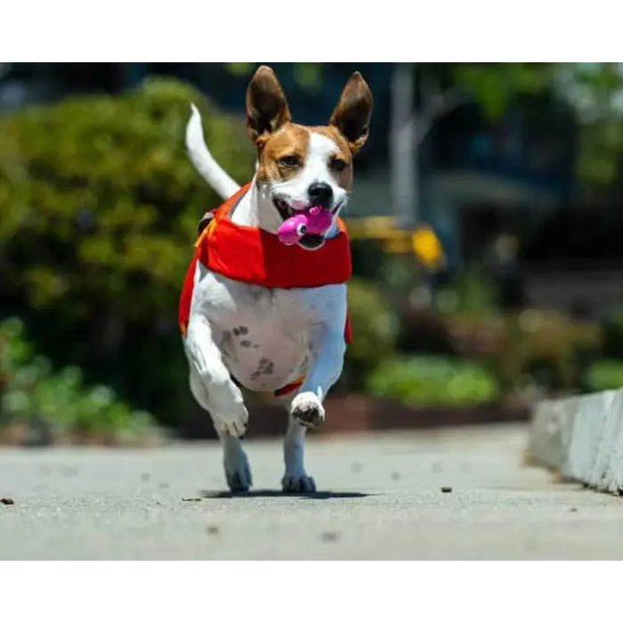 A small dog in a red cape runs on a sidewalk with a pink pacifier, chasing its favorite Cycle Dog 3-Play Turtle Dog Toy by Cycle Dog, against a backdrop of blurred greenery and outdoor scenery.