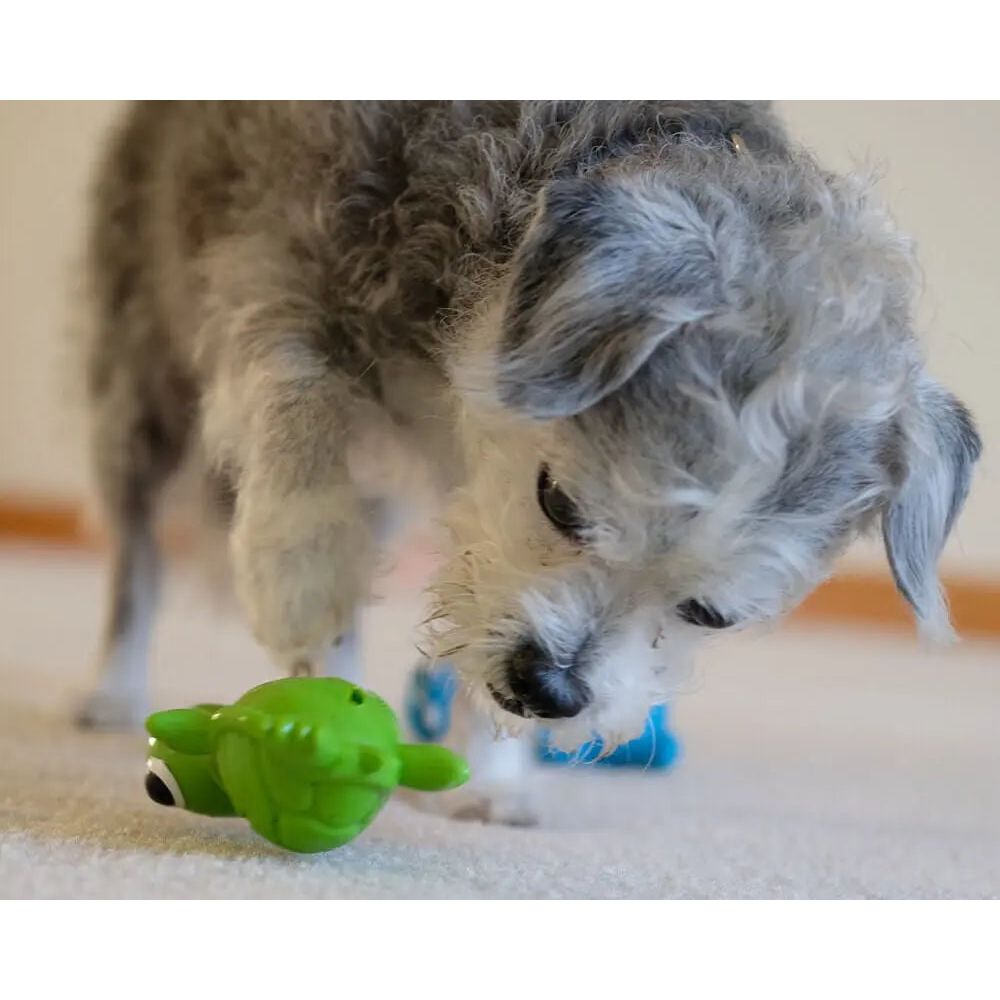 A small, curly-haired gray and white dog plays on a carpeted floor, pawing and sniffing the Cycle Dog 3-Play Turtle Dog Toy by Cycle Dog.