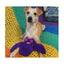 A tan and white dog lies on a rainbow crochet blanket with the Cycle Dog Duraplush Bat, a durable toy from Cycle Dog, between its paws. A blue and yellow patterned cushion can be seen in the background.