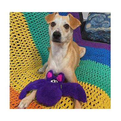 A tan and white dog lies on a rainbow crochet blanket with the Cycle Dog Duraplush Bat, a durable toy from Cycle Dog, between its paws. A blue and yellow patterned cushion can be seen in the background.
