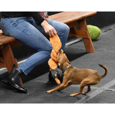 A small brown dog tugs on the Cycle Dog Duraplush Coil Caterpillar Dog Toy, held by a person in jeans and black shoes, seated on a wooden bench with a black floor beneath.
