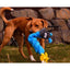 A brown dog stands on grass with a Cycle Dog Duraplush Coil Caterpillar Dog Toy in its mouth; rocks and yellow flowers are visible in the background.