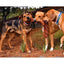 Cycle Dog Duraplush Springy Squirrel Dog Toy Cycle Dog