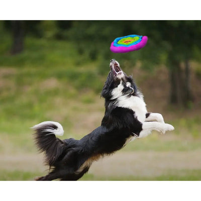 A black and white dog leaps with mouth open, aiming to catch the colorful Cycle Dog Duraplush Unstuffed Soft Flyer Dog Toy by Cycle Dog outdoors, with blurred green trees in the background.