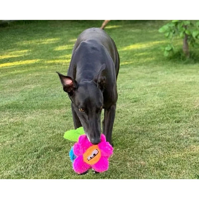 A black dog stands on green grass, holding the Cycle Dog Duraplush Unstuffed Springyflowers Dog Toy—a colorful, eco-friendly plush by Cycle Dog—shaped like a pink flower, perfect for playful pups.