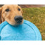 A golden retriever stands on grass, looking up eagerly while gently holding the Cycle Dog Flat Tire Flyer by Cycle Dog in its mouth.