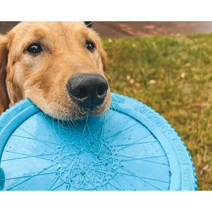 A golden retriever stands on grass, looking up eagerly while gently holding the Cycle Dog Flat Tire Flyer by Cycle Dog in its mouth.