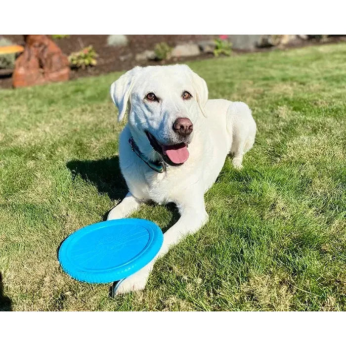 A white Labrador retriever lies on green grass with a Cycle Dog Flat Tire Flyer by Cycle Dog in front of its paws, looking at the camera with its tongue out on a sunny day.