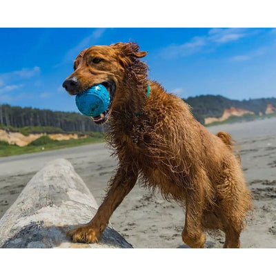 A wet golden retriever stands on a sandy beach with one paw on driftwood, holding the Cycle Dog High Roller Dog Ball by Cycle Dog in its mouth. Trees and cliffs appear in the background beneath a bright blue sky.