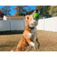 A tan and white dog leaps in a grassy backyard, catching the Cycle Dog High Roller Dog Ball by Cycle Dog, with a white fence and autumn trees in the background under a clear blue sky.