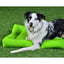 A black and white dog with blue eyes lies on the bright green Cycle Dog Waterproof Barrier Layout Dog Bed by Cycle Dog, set on artificial grass and looking at the camera.