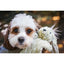 A small, fluffy dog with white and brown fur holds a HuggleHounds Woodland HuggleFlatties Tough Squeaky Plush Dog Toy in its mouth, looking at the camera with big eyes. Available in a 3-pack for small dogs.