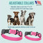 Dogline Biothane Waterproof Dog Collar with Herm Sprenger Stainless Steel Quick Release Buckle Dogline