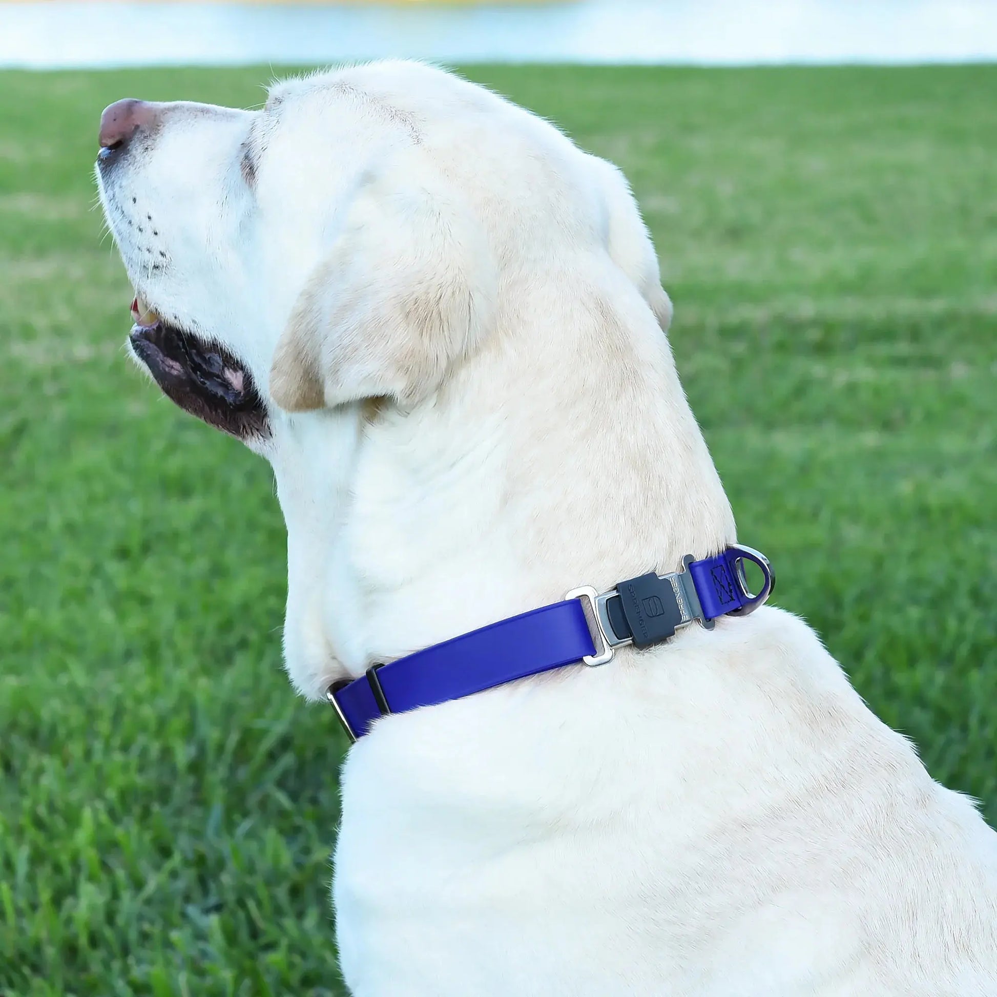 Dogline Biothane Waterproof Dog Collar with Herm Sprenger Stainless Steel Quick Release Buckle Dogline