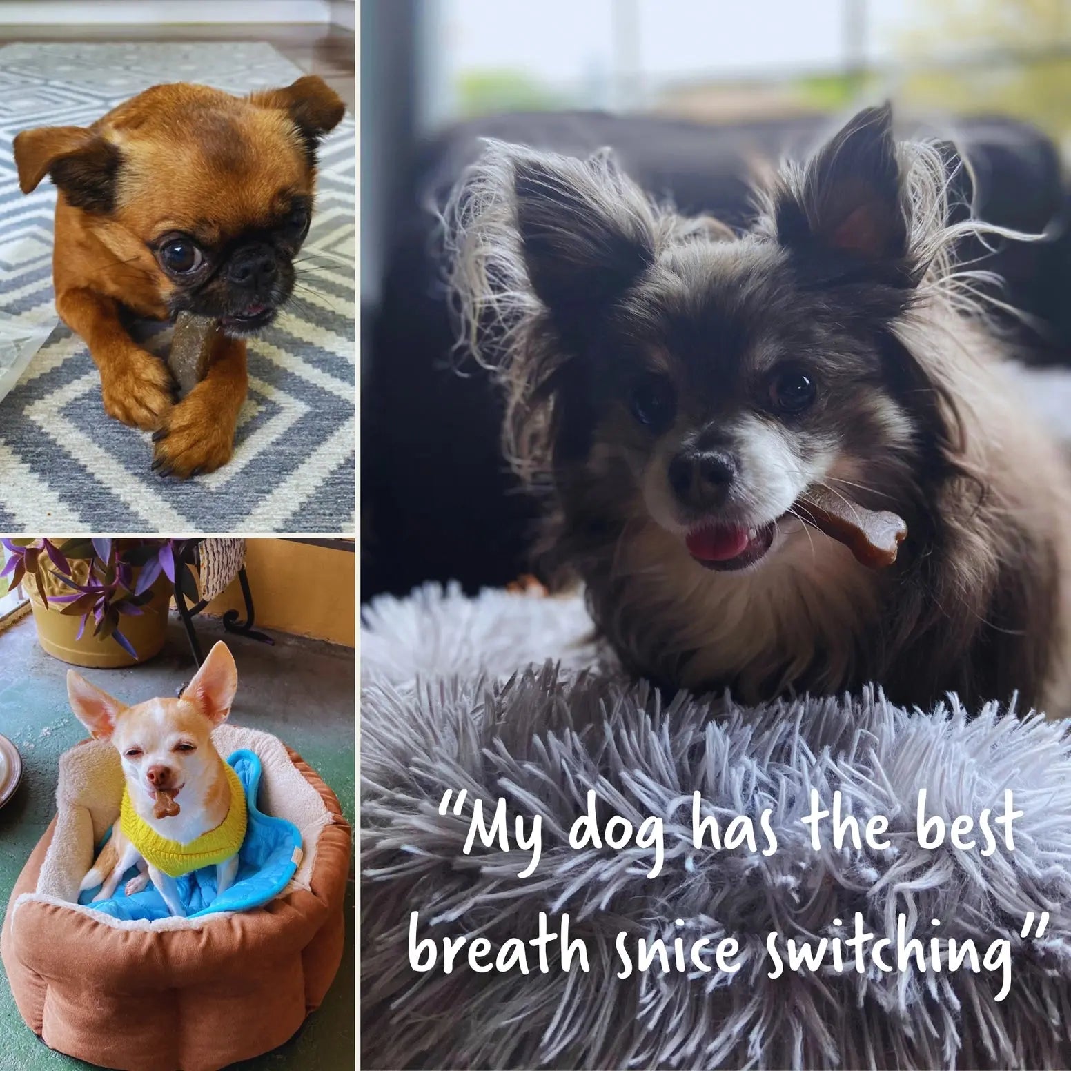 Earthbones Dental Chews For Dogs Presidio Natural