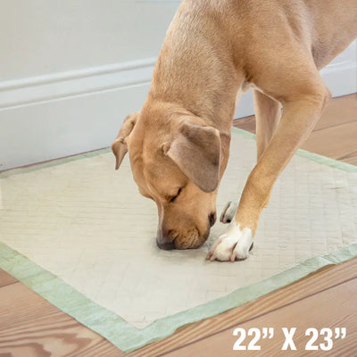 A tan dog sniffs a Four Paws Wee-Wee Superior Performance Eco Bamboo Dog Pee Pad (22 x 23 in) placed on a wooden floor next to a white wall; the size is shown in text at the bottom right.