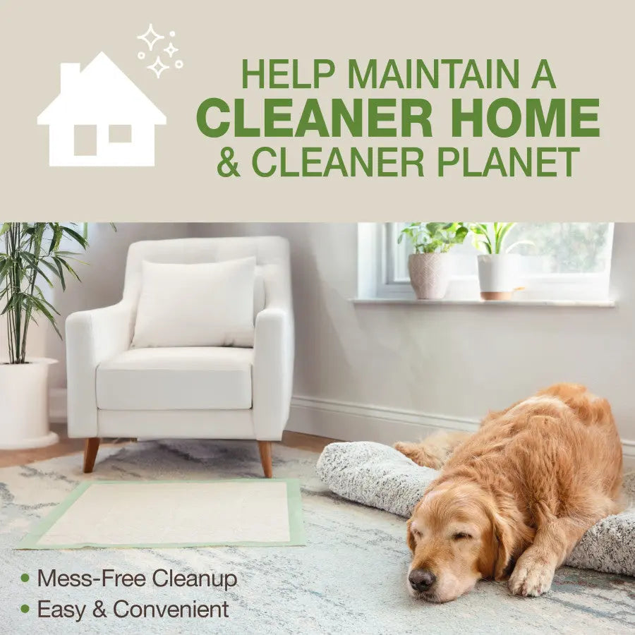 A golden retriever rests beside a white armchair in a bright living room. Text reads: Keep your home clean and eco-friendly with Four Paws Wee-Wee Superior Performance Eco Bamboo Dog Pee Pads—easy, mess-free cleanup!.
