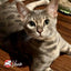 Fromm Cat-A-Stroni Lamb & Vegetable Wet Cat Food 12 / 5.5 oz Fromm