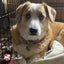 Fromm Diner Specials Chicken Canine Bleu Entree in Gravy Wet Dog Food 12 / 12.5 oz Fromm