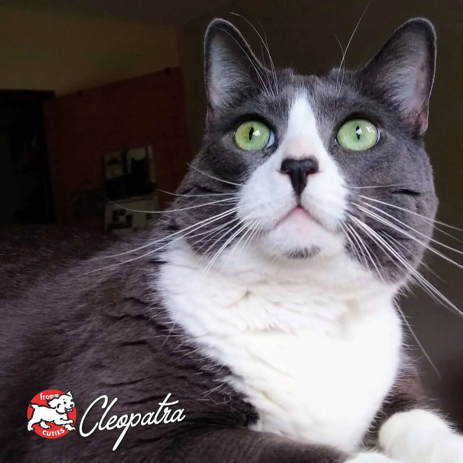 Fromm Four-Star Game Bird Cat Food Fromm