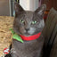 Fromm Four Star Trout & Whitefish Recipe Cat Food Fromm
