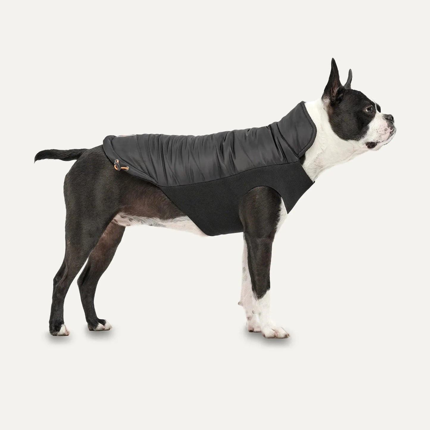 A black and white Boston Terrier wears the Goo-Eez Mock Neck Signature Dog Jacket by Goo-Eez, standing on a plain white background and facing right.
