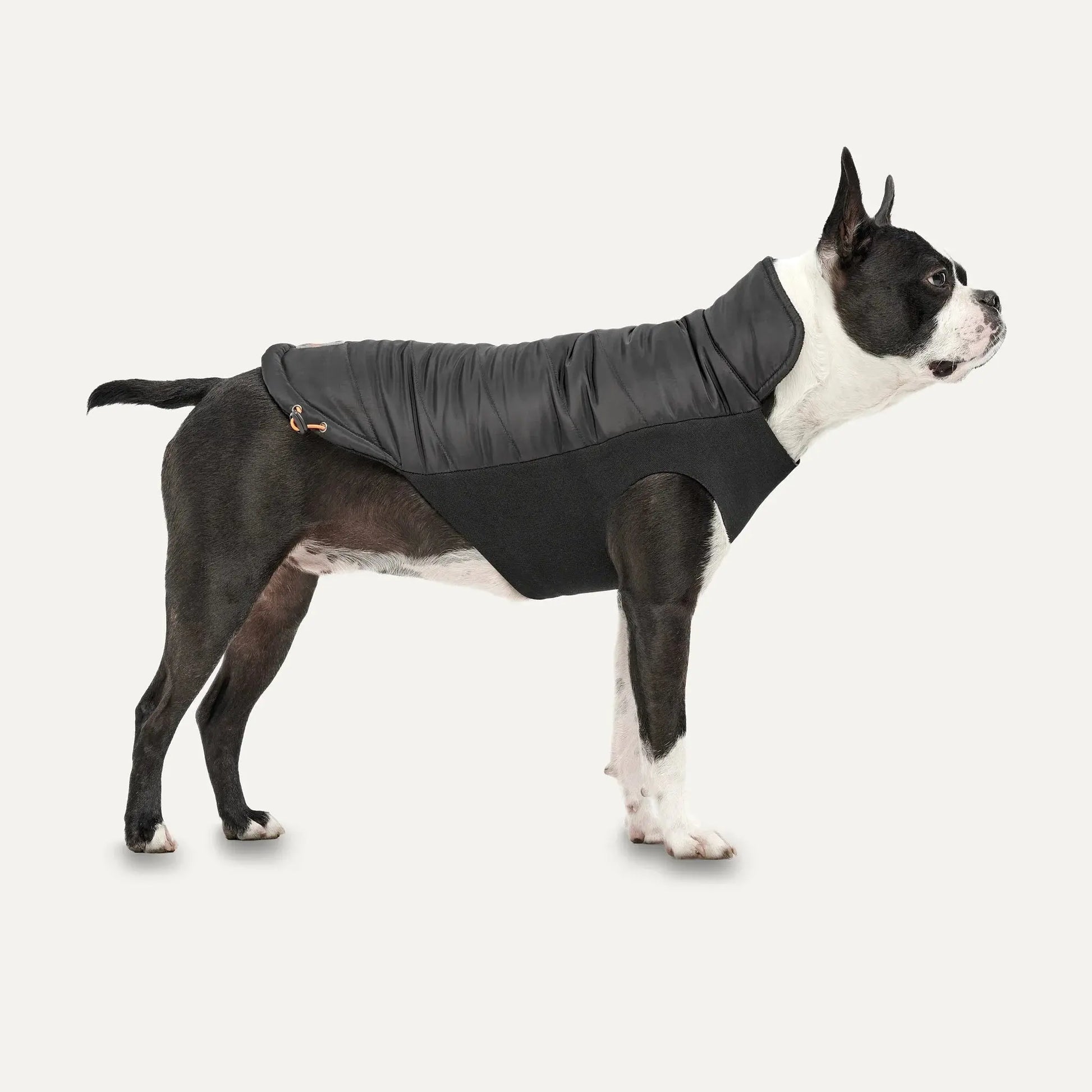 A black and white Boston Terrier wears the Goo-Eez Mock Neck Signature Dog Jacket by Goo-Eez, standing on a plain white background and facing right.