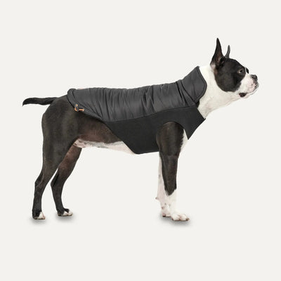 A black and white Boston Terrier wears the Goo-Eez Mock Neck Signature Dog Jacket by Goo-Eez, standing on a plain white background and facing right.