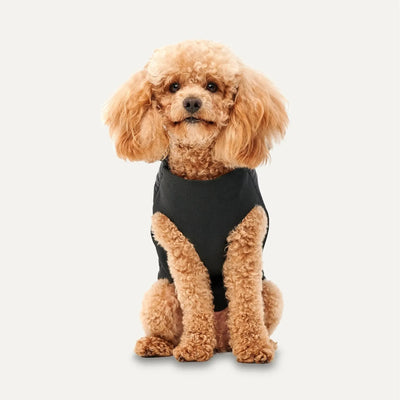 A small, curly-haired apricot poodle sits facing forward in a fitted black Goo-Eez Mock Neck Signature Dog Jacket by Goo-Eez, set against a plain white background.