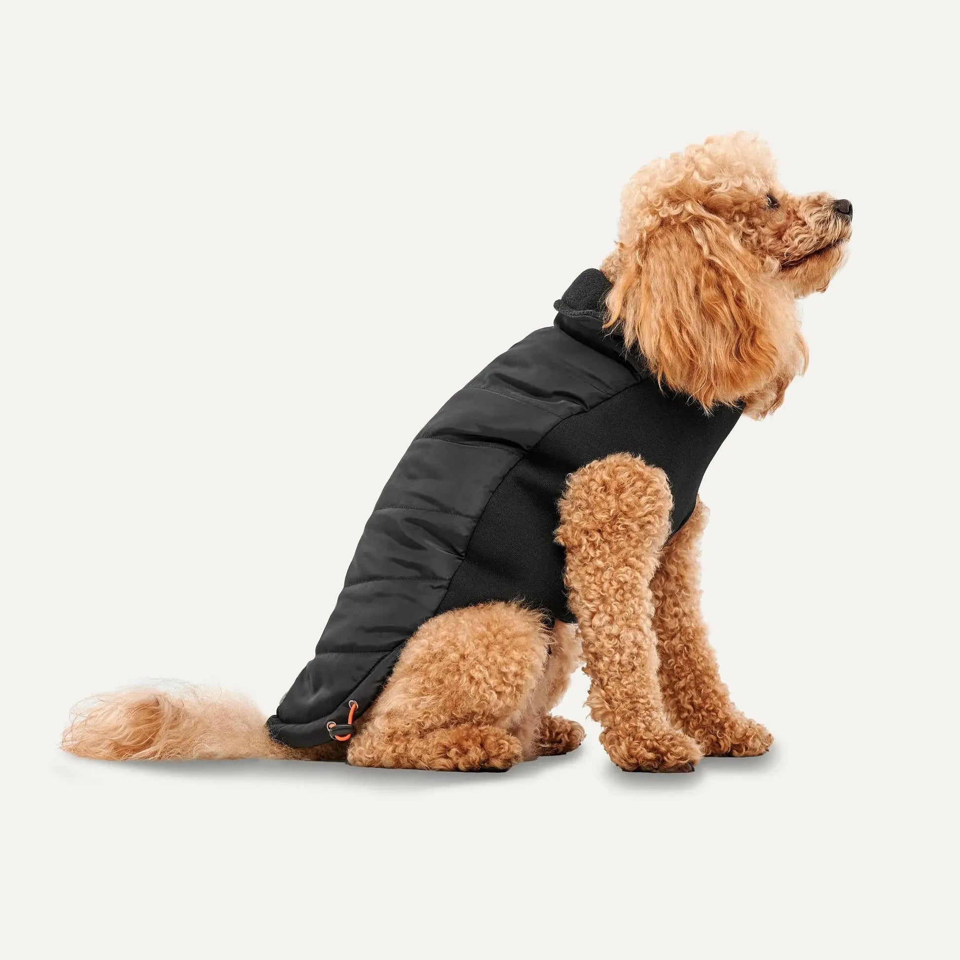 A curly-haired, light brown dog faces right in a black Goo-Eez Mock Neck Signature Dog Jacket by Goo-Eez, featuring a padded mock neck design, shown against a plain white background for a clear side profile and cozy fit.