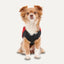 A small brown and white fluffy dog sits facing forward, wearing the Goo-Eez Mock Neck Signature Dog Jacket by Goo-Eez in a black and red wrap design, against a plain white background.
