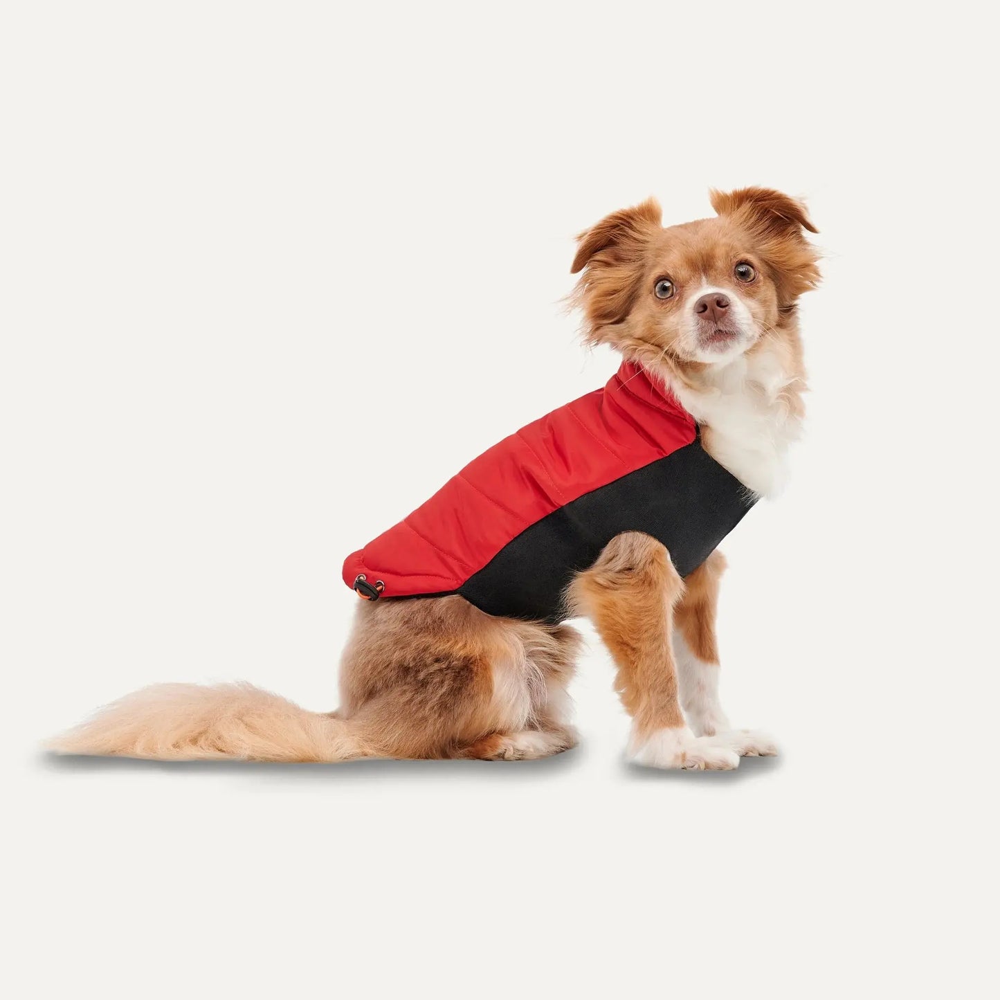 A small brown and white dog sits facing forward on a plain white background, wearing the Goo-Eez Mock Neck Signature Dog Jacket in red and black by Goo-Eez, featuring the brand’s signature wrap design.