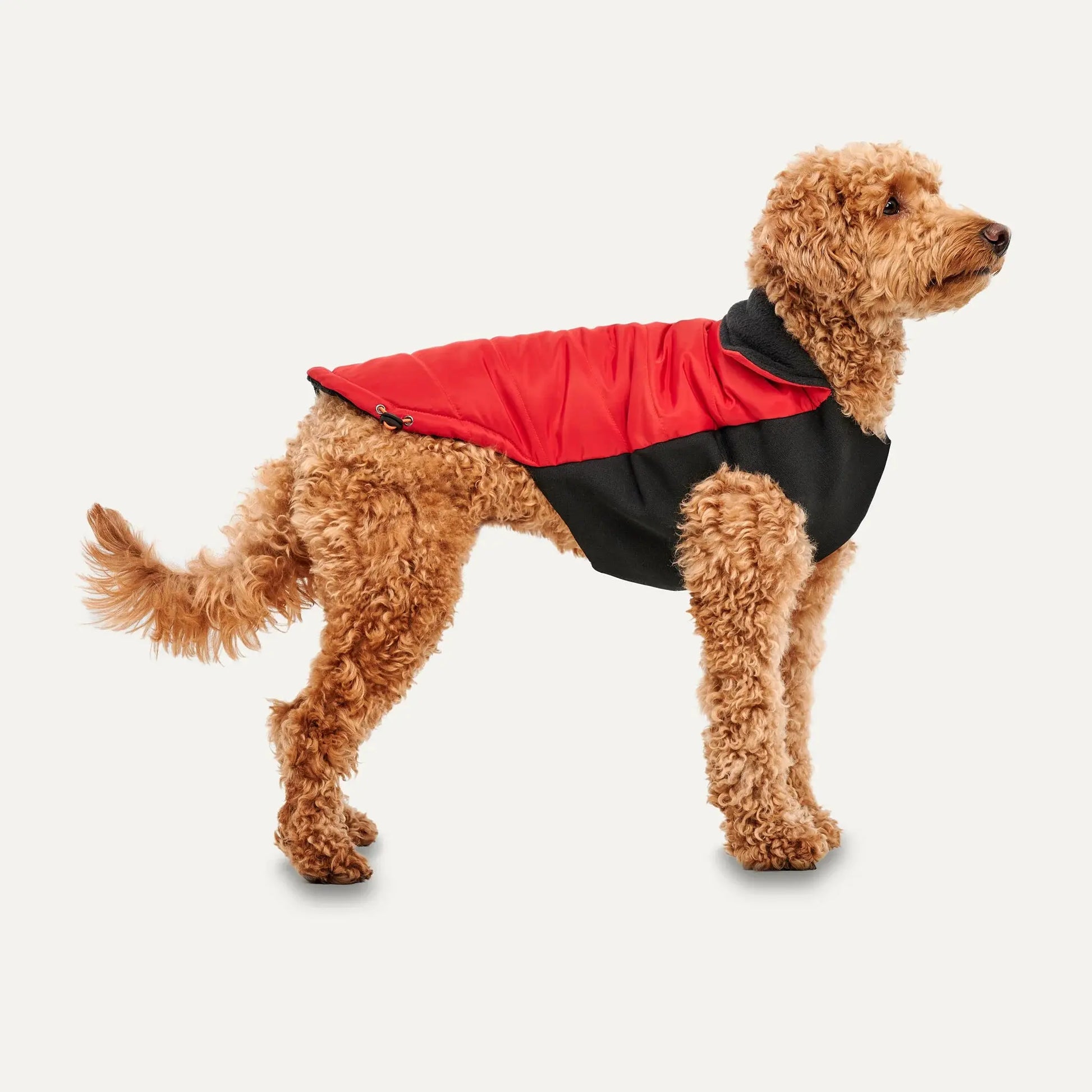 A curly-haired brown dog stands sideways, wearing the Goo-Eez Mock Neck Signature Dog Jacket in red and black from Goo-Eez, against a plain white background.