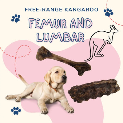 A yellow Labrador puppy lies beside two Advance Pet Products Grain Free Kangaroo Femur and Lumbar Chews for Allergy-Sensitive Pets, shown with kangaroo and paw print illustrations on a pink and cream background.