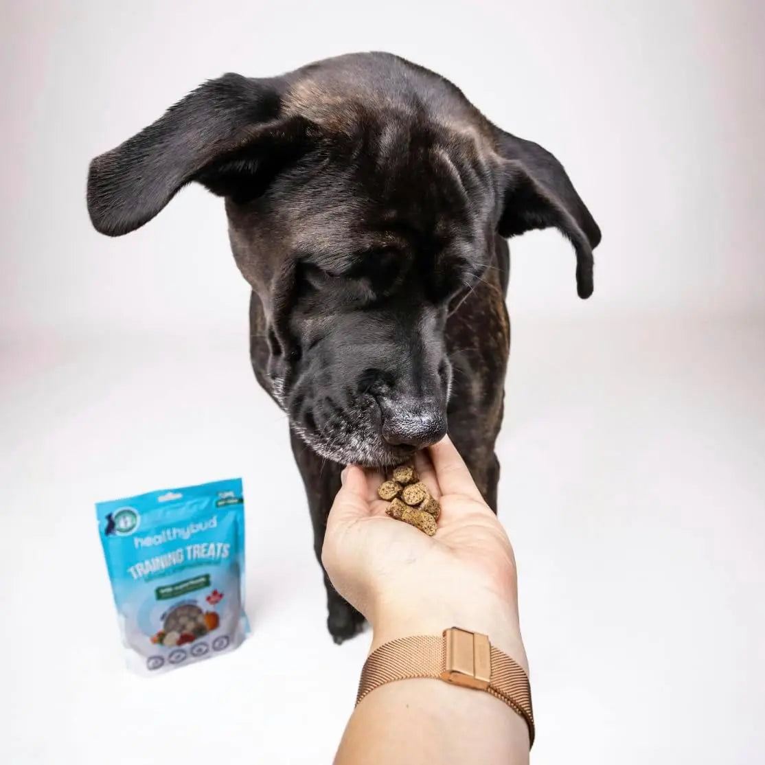 Healthybud Salmon Mini Training Treats for Dogs 6.5 oz Healthybud