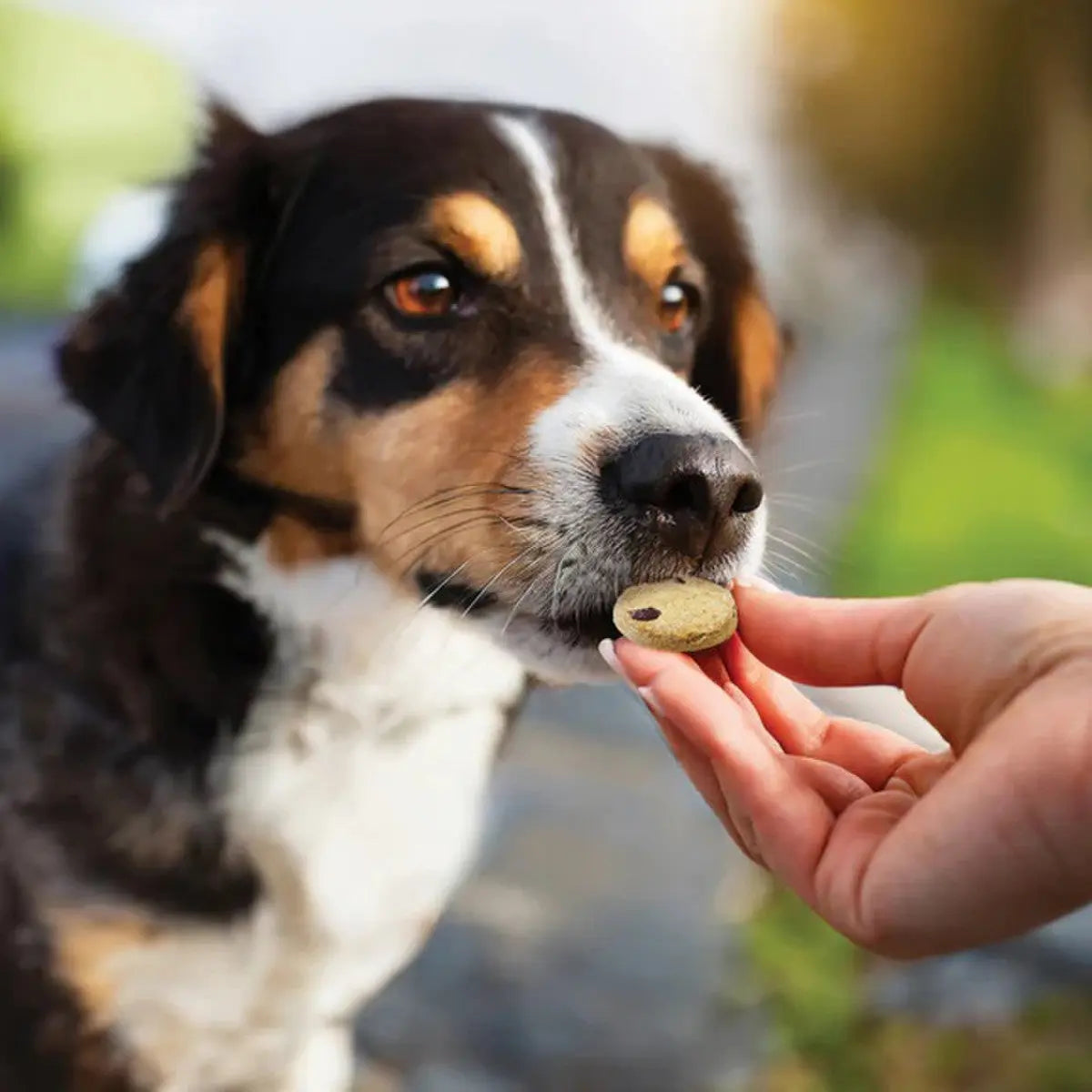 Honest To Goodness™ Plant Snacks Way to Glow Coconut & Flax Recipe Dog Treats 8oz Honest To Goodness