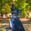A black and white dog jumps outside with its mouth open, catching the HuggleHounds HuggleHide Natural Leather Ball Dog Toy in mid-air. The background features blurred green and yellow trees.