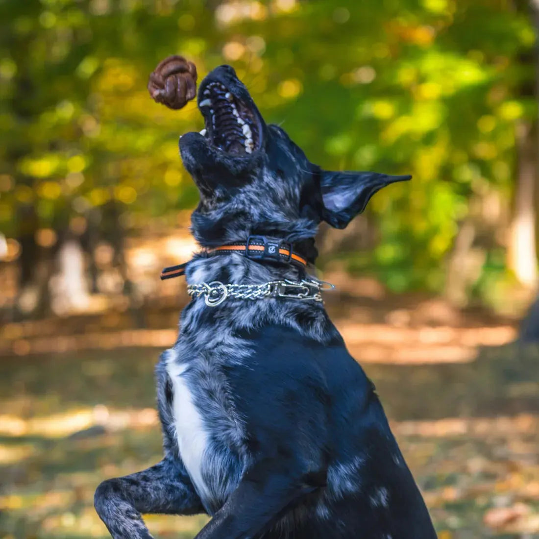 A black and white dog jumps outside with its mouth open, catching the HuggleHounds HuggleHide Natural Leather Ball Dog Toy in mid-air. The background features blurred green and yellow trees.