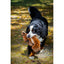 A Bernese Mountain Dog strolls on grass and gravel with the HuggleHounds Maple Moose X-Brace Tough Squeaky Plush Dog Toy in its mouth. Sunlight and fallen leaves surround the playful scene.