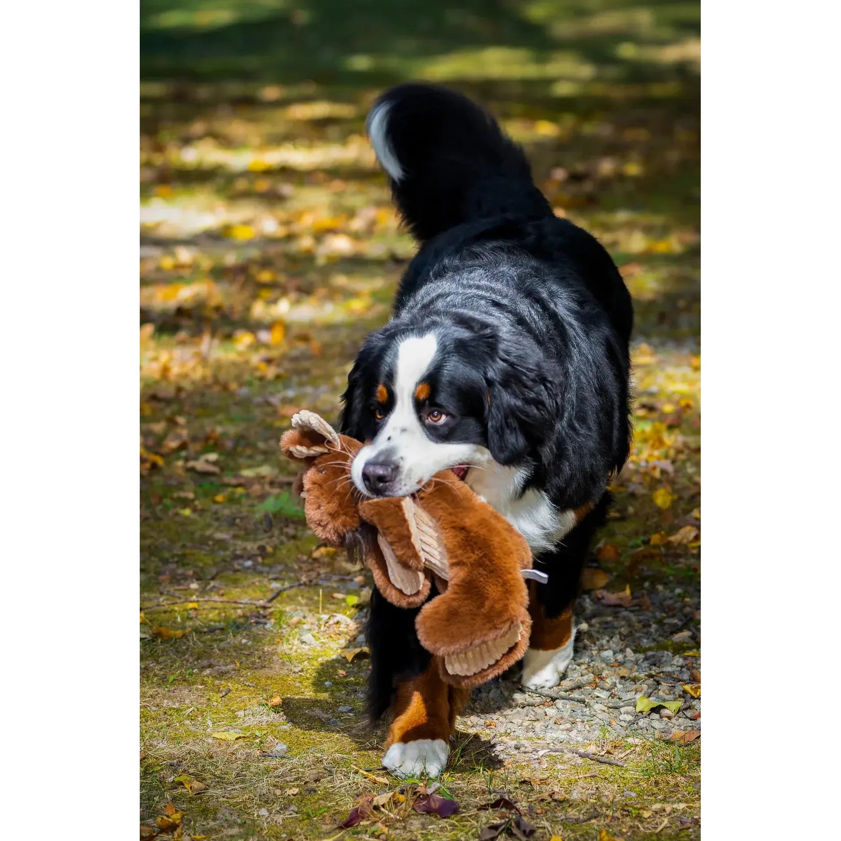 A Bernese Mountain Dog strolls on grass and gravel with the HuggleHounds Maple Moose X-Brace Tough Squeaky Plush Dog Toy in its mouth. Sunlight and fallen leaves surround the playful scene.