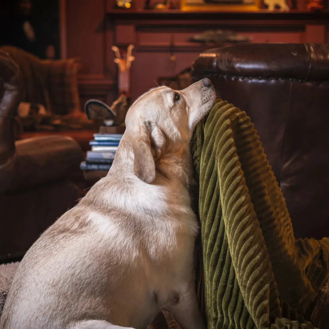 A yellow Labrador rests its head on the HuggleHounds Scout Blankie Double-Sided Plush Dog Blanket, draped over a brown leather chair in a cozy, warmly lit room.