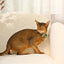 Hugsmart Pet Bowknot Cat Collar Hugsmart Pet