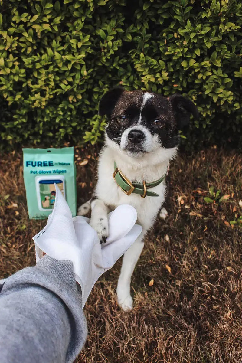 Injoya Pet Glove Wipes Unscented Injoya