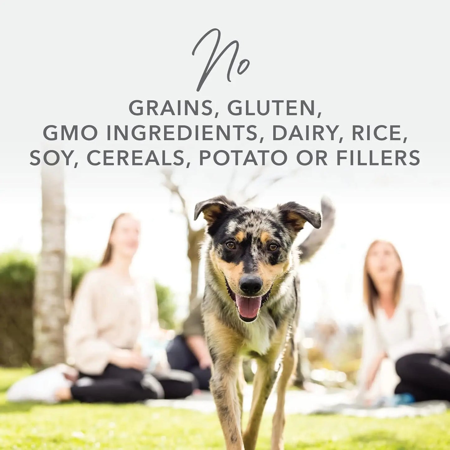 A joyful dog runs toward the camera in a green park, with two people relaxing on a blanket. Text above reads: “K9 Natural Hoki & Beef Grain-Free Freeze-Dried Dog Food—no grains, gluten, GMOs, dairy, rice, soy or fillers.”.