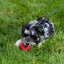 A small black and white schnauzer puppy lies on green grass, chewing on a red KONG Donut Dog Toy by Kong, made from durable rubber for chew and fetch fun.